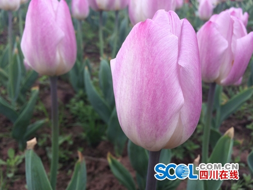 聆听春语享受春光 宜宾县乡村文化旅游季喜悦开篇(图4)