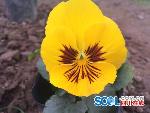 聆听春语享受春光 宜宾县乡村文化旅游季喜悦开篇(图5)