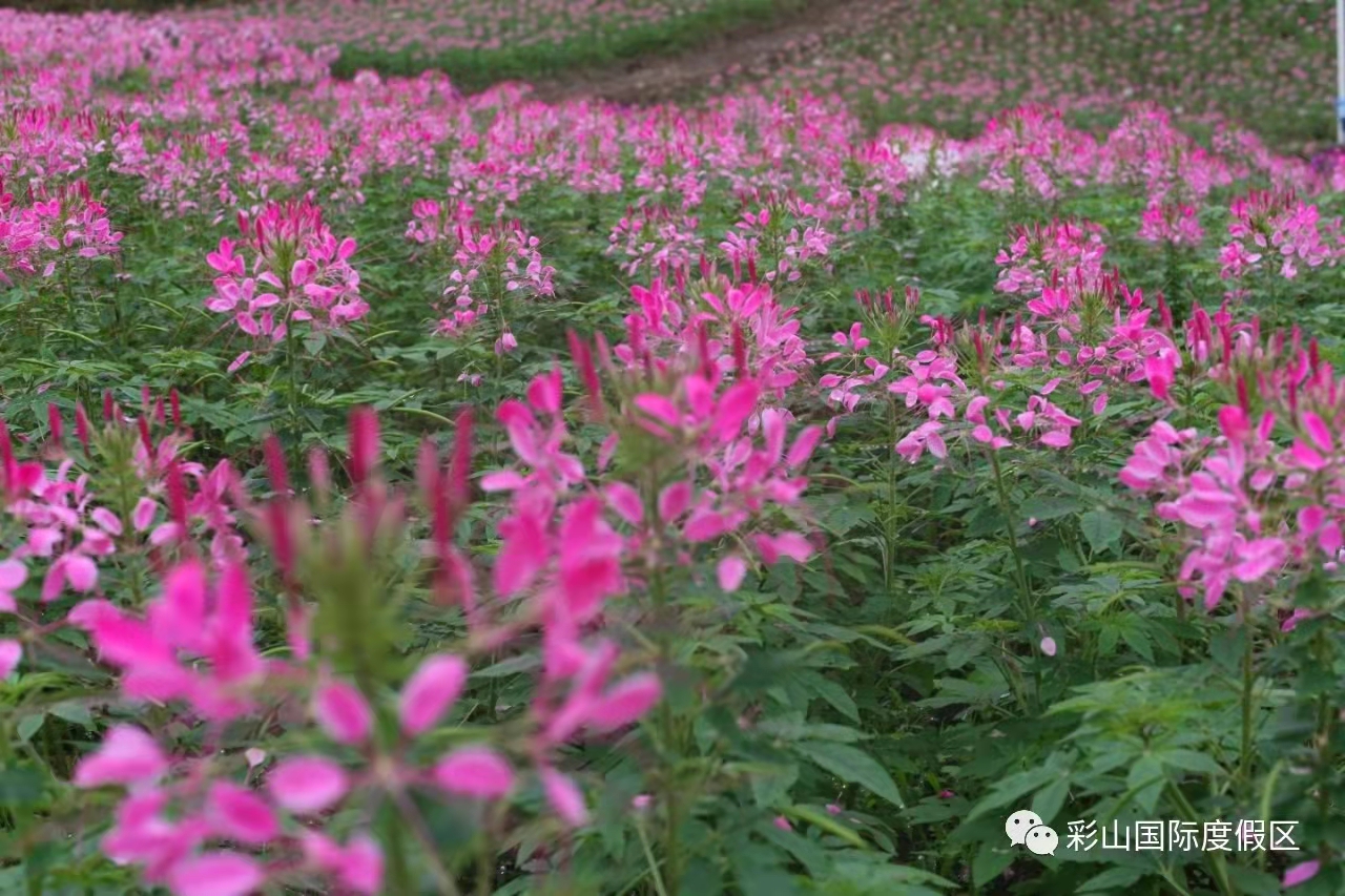 超燃！！2021彩山第三届百合花海旅游季门票免费送，10月1日震撼开启！(图18)